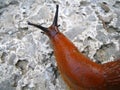 Slimy Slug Royalty Free Stock Photo