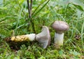 Slimy spike-cap, Gomphidius glutinosus growing among moss Royalty Free Stock Photo