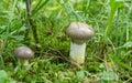 Slimy spike-cap, Gomphidius glutinosus growing among moss Royalty Free Stock Photo