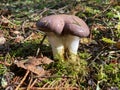 Slimy spike-cap grow in forest Royalty Free Stock Photo