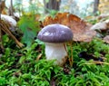 Slimy spike mushroom on green moss in autumn forest Royalty Free Stock Photo