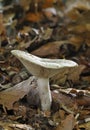 Slimy or Toad Milk-cap Fungi