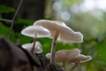 Porcelain fungus is native to Europe, and specific to beech wood, where it appears in autumn on dead tree like trunks and fallen b Royalty Free Stock Photo