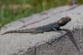 Close up of Painted Dragon reptile Stellagama Stellio Brachydactyla Royalty Free Stock Photo