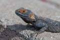 Close up of Painted Dragon reptile Stellagama Stellio Brachydactyla Royalty Free Stock Photo