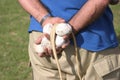 Slinger tournament in Mallorca, thrower ammunition detail Royalty Free Stock Photo