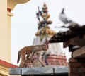 Slink monkey on the wall in Swayambhunath Royalty Free Stock Photo