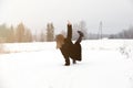 Slip on the slippery ice and snow on the road track at the country in freezing winter day Royalty Free Stock Photo