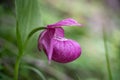 A slipper of a bright pink orchid among the green grass. Fragrant flowering of plants. Beautiful flowers. Enjoy nature.