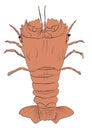 Slipper Lobster Illustration