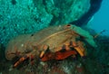 Slipper lobster on the reef