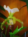 Slipper Orchid and blurred green leaves on orang background