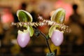 Slipper Orchids Paphiopedilum liemianum