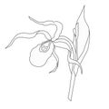 The slipper is a real Venus slipper contour drawing sin flower Cypripedium calceolus.Another name for Royalty Free Stock Photo