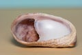 Slipper Shell, Crepidula fornicata found on a beach in Margate, UK Royalty Free Stock Photo