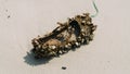 Slipper shoe covered with sea barnacles on sandy beach