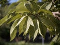 Slippery Elm (Ulmus rubra) in the garden