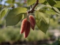 Slippery Elm (Ulmus rubra) in the garden