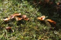 Slippery jack edible bolete mushrooms