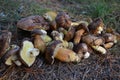 Slippery Jack Mushrooms Close Up