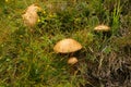 Slippery jack mushrooms in Norway