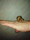 Slippery Snail on a wonan hand. Royalty Free Stock Photo