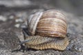 Slippery snail with a shell is in hurry Royalty Free Stock Photo