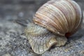 Slippery snail with a shell is in hurry Royalty Free Stock Photo