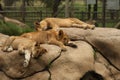 Slipping baby lions, South Africa