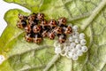 Slipping ladybug larvae