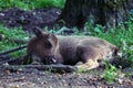 Slipping zubr European bison Royalty Free Stock Photo