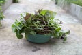 Slips of sweet potato prepare for grow Royalty Free Stock Photo