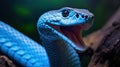 slither blue snake Royalty Free Stock Photo