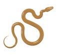 Slither Brown Python Snake Top View Vector Icon Royalty Free Stock Photo