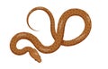 Slither Brown Python Snake Top View Vector Icon