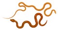 Slither Red and Orange Pythons Top View Vector