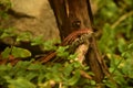 Slithering Eastern Corn Snake In Wood Lands Royalty Free Stock Photo