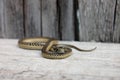 Slithering garter snake
