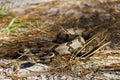 Slithering Timber Rattlesnake Royalty Free Stock Photo