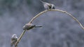 Sliver-faced Tit