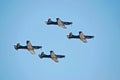 Sliver Falcon Aerobatics Team Royalty Free Stock Photo