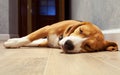 Sleeping beagle dog on the wood floor Royalty Free Stock Photo