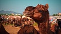 Slo-mo of camel chewing in pushkar, india , Meduim shot