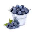 Sloe Royalty Free Stock Photo