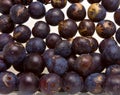 Sloe Background Royalty Free Stock Photo