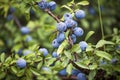 Sloe berries Royalty Free Stock Photo