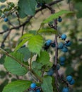 Sloe berries in forest Royalty Free Stock Photo