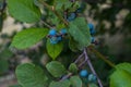 Sloe berries in forest Royalty Free Stock Photo