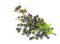 Sloe Berries Royalty Free Stock Photo