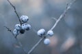 Abstract frozen twig with blackthorn berry